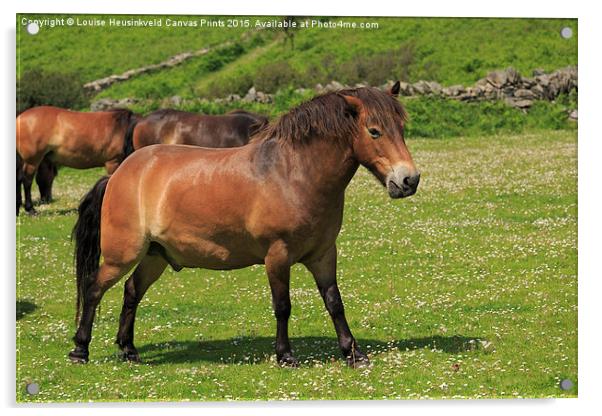 Exmoor ponies grazing Acrylic by Louise Heusinkveld