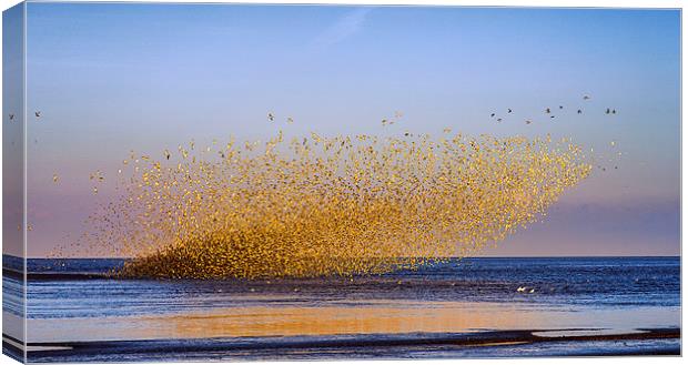  "Murmuration of Oyster Catchers" Canvas Print by Alan Simpson