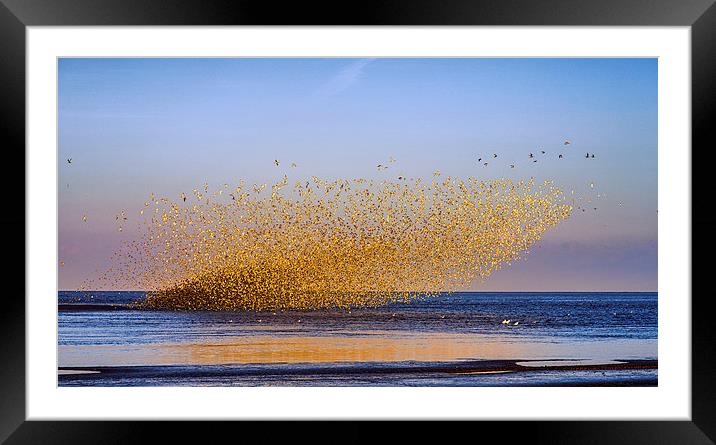  "Murmuration of Oyster Catchers" Framed Mounted Print by Alan Simpson