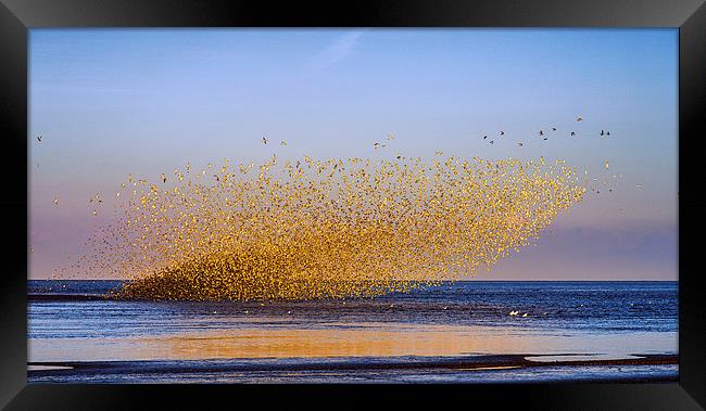  "Murmuration of Oyster Catchers" Framed Print by Alan Simpson