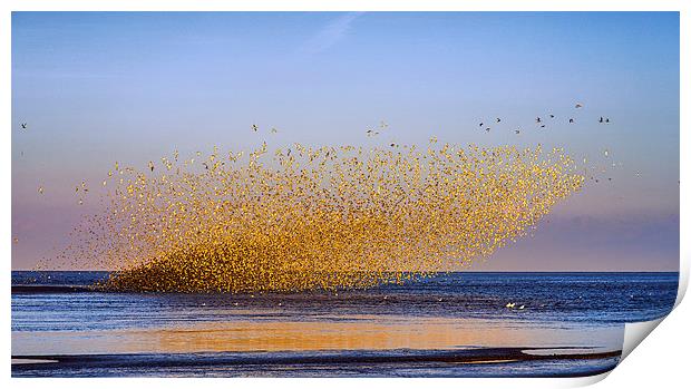  "Murmuration of Oyster Catchers" Print by Alan Simpson