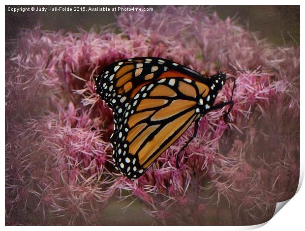  Orange Monarch Print by Judy Hall-Folde