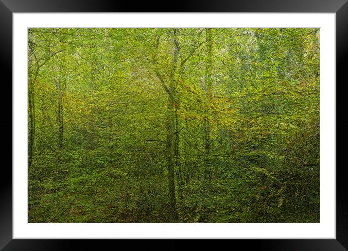 Forest dream Framed Mounted Print by Jean-François Dupuis