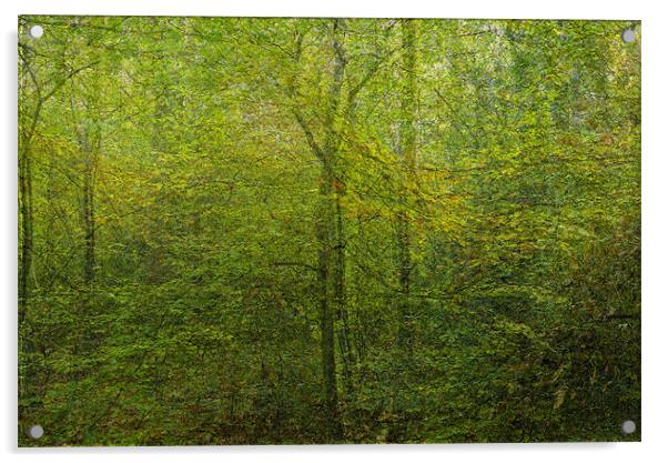 Forest dream Acrylic by Jean-François Dupuis