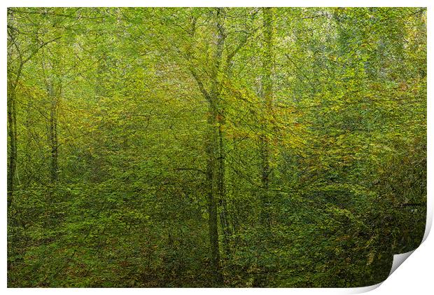 Forest dream Print by Jean-François Dupuis