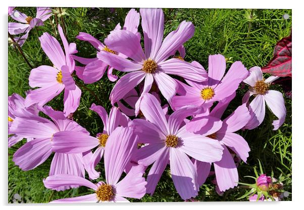 purple flowers in the sun Acrylic by Marinela Feier