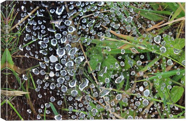  Water droplets on a spiders web Canvas Print by Caroline Hillier
