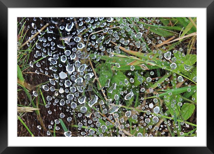 Water droplets on a spiders web Framed Mounted Print by Caroline Hillier