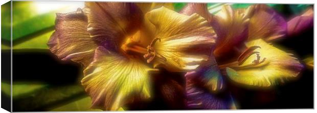Gladiolus laying on a draining broad   Canvas Print by Sue Bottomley