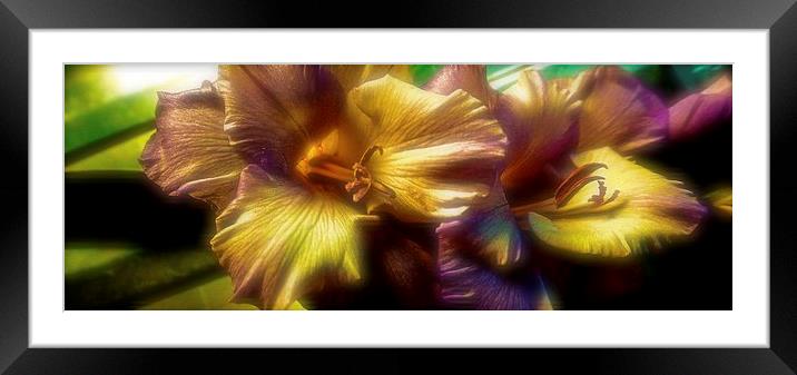 Gladiolus laying on a draining broad   Framed Mounted Print by Sue Bottomley
