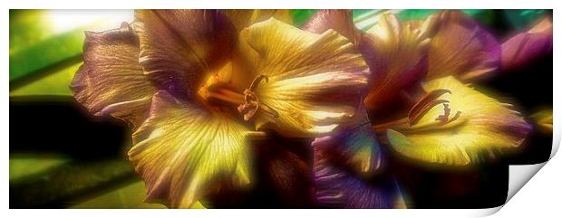 Gladiolus laying on a draining broad   Print by Sue Bottomley
