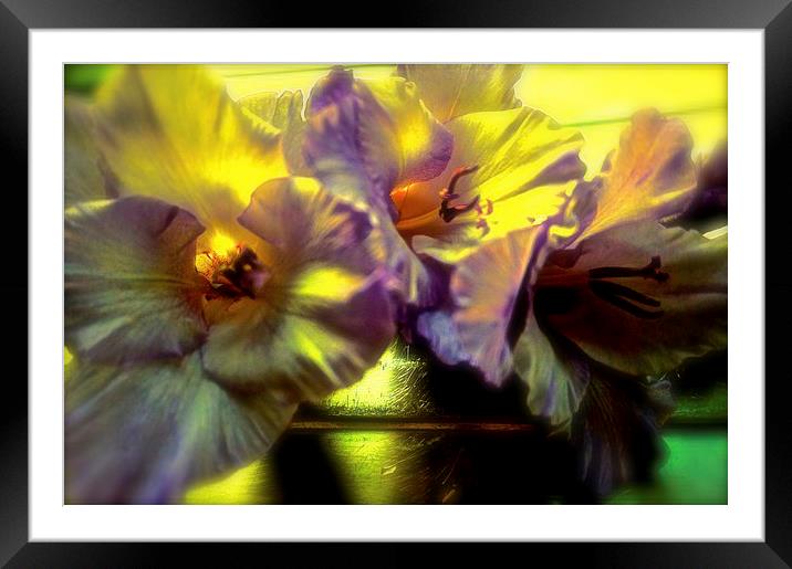 A Gladiolus Flower Muti-coloured   Framed Mounted Print by Sue Bottomley