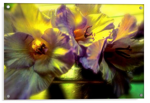 A Gladiolus Flower Muti-coloured   Acrylic by Sue Bottomley