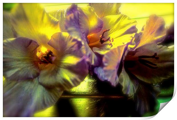 A Gladiolus Flower Muti-coloured   Print by Sue Bottomley