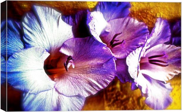 A  Colourful Gladiolus Flower  Canvas Print by Sue Bottomley