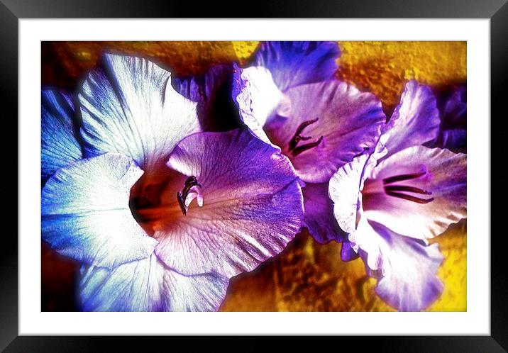 A  Colourful Gladiolus Flower  Framed Mounted Print by Sue Bottomley