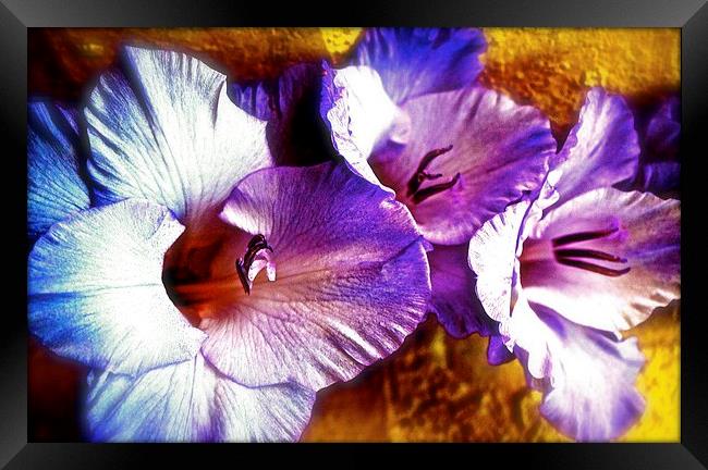 A  Colourful Gladiolus Flower  Framed Print by Sue Bottomley