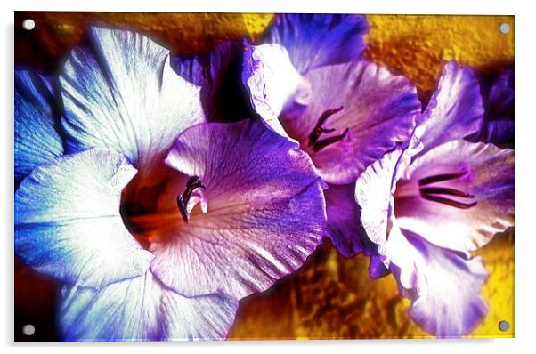 A  Colourful Gladiolus Flower  Acrylic by Sue Bottomley