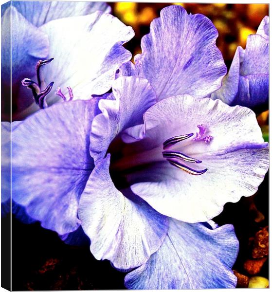Purple Gladiolus Flower  Canvas Print by Sue Bottomley