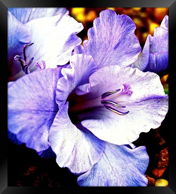 Purple Gladiolus Flower  Framed Print by Sue Bottomley
