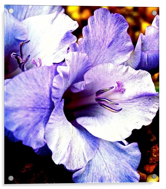 Purple Gladiolus Flower  Acrylic by Sue Bottomley
