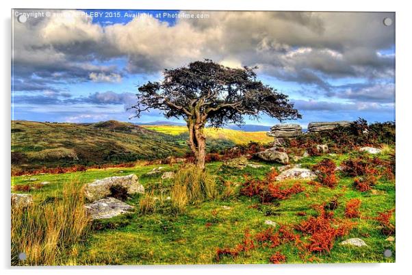  Tree at Combestone Tor Dartmoor Acrylic by austin APPLEBY