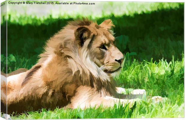  Lazy Lion Canvas Print by Mary Fletcher