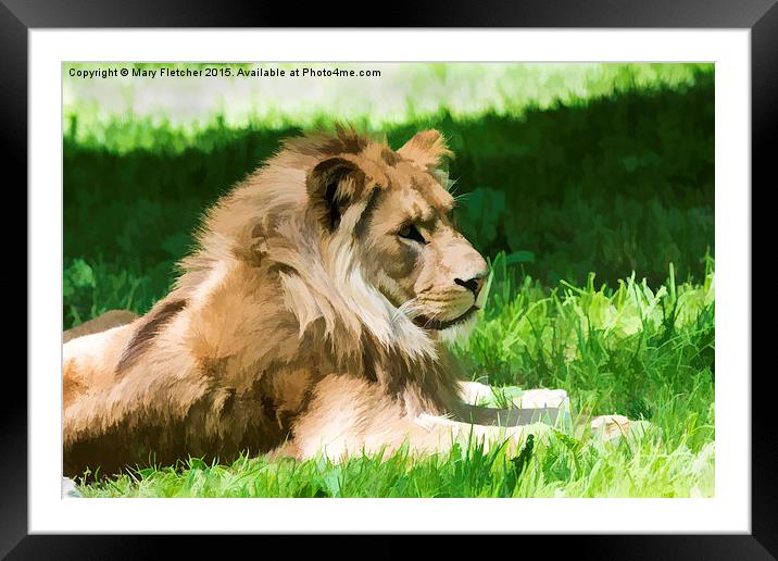  Lazy Lion Framed Mounted Print by Mary Fletcher