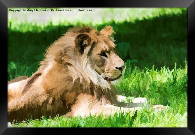  Lazy Lion Framed Print by Mary Fletcher