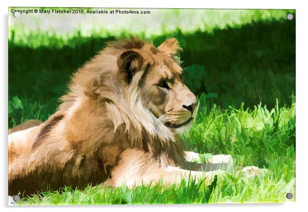  Lazy Lion Acrylic by Mary Fletcher