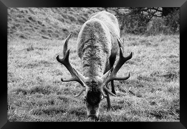  Red deer stag - Ashton Court, Bristol Framed Print by Caroline Hillier