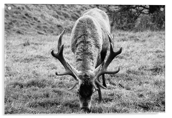  Red deer stag - Ashton Court, Bristol Acrylic by Caroline Hillier