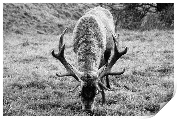  Red deer stag - Ashton Court, Bristol Print by Caroline Hillier