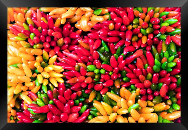 Bunch of chilli peppers Framed Print by Dave Carroll