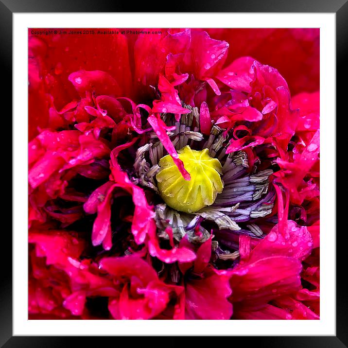 Poppy and raindrops  Framed Mounted Print by Jim Jones