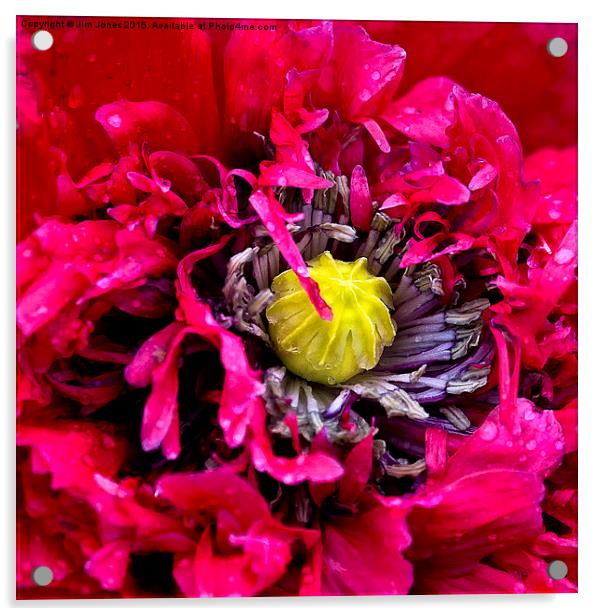 Poppy and raindrops  Acrylic by Jim Jones