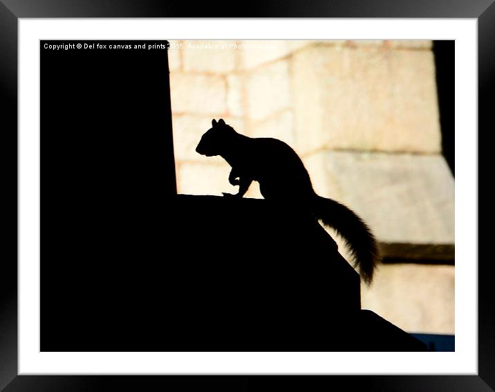  silhouette squirell Framed Mounted Print by Derrick Fox Lomax