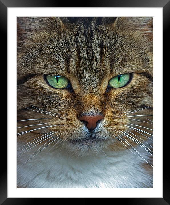 Cat Framed Mounted Print by Victor Burnside