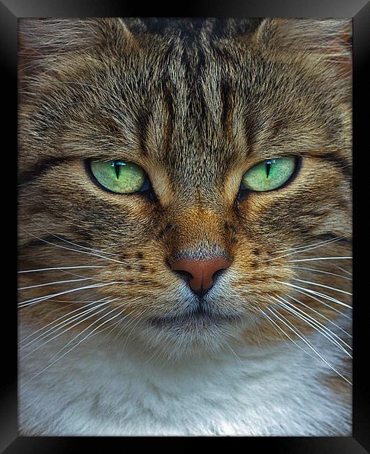 Cat Framed Print by Victor Burnside