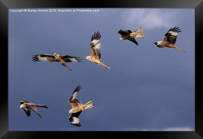  A Sky Full of Red Kites Framed Print by Martyn Arnold