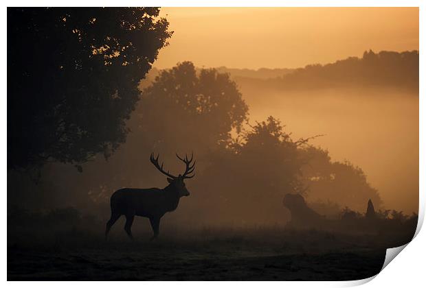  Red Deer Stag Print by Ian Hufton