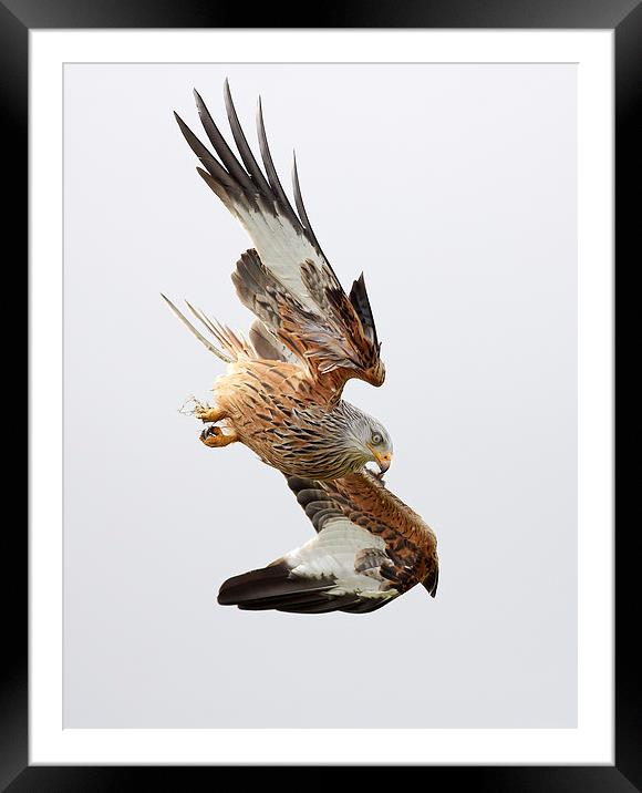 Red Kite diving Framed Mounted Print by Grant Glendinning