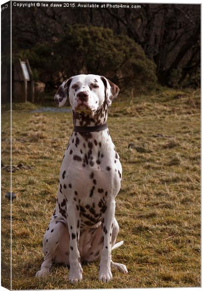  Dalmatian Day Canvas Print by Images of Devon
