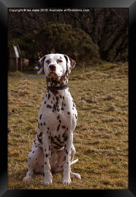  Dalmatian Day Framed Print by Images of Devon