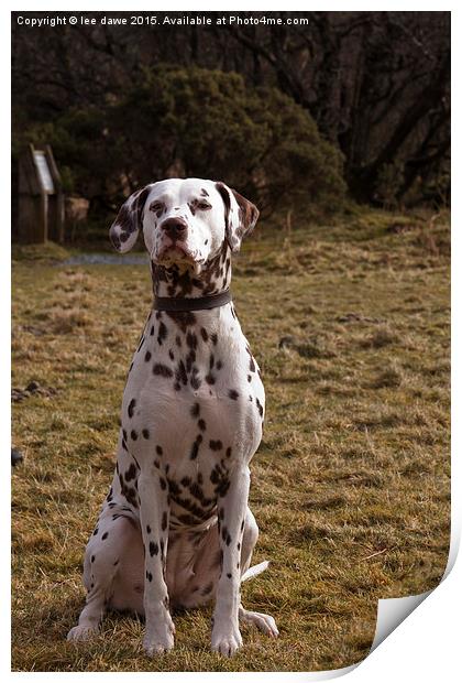  Dalmatian Day Print by Images of Devon