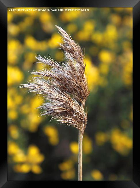  Grass Blowing in the wind Framed Print by Jane Emery