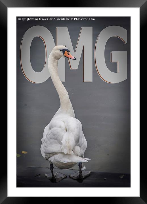  Shocked Swan Framed Mounted Print by mark sykes