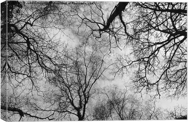  Branching Out Canvas Print by Jane Emery