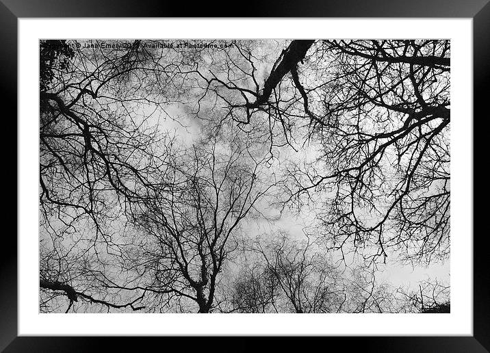  Branching Out Framed Mounted Print by Jane Emery