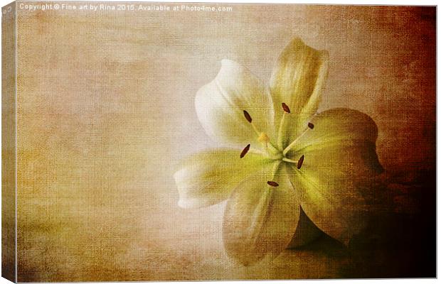  Textured white lily Canvas Print by Fine art by Rina